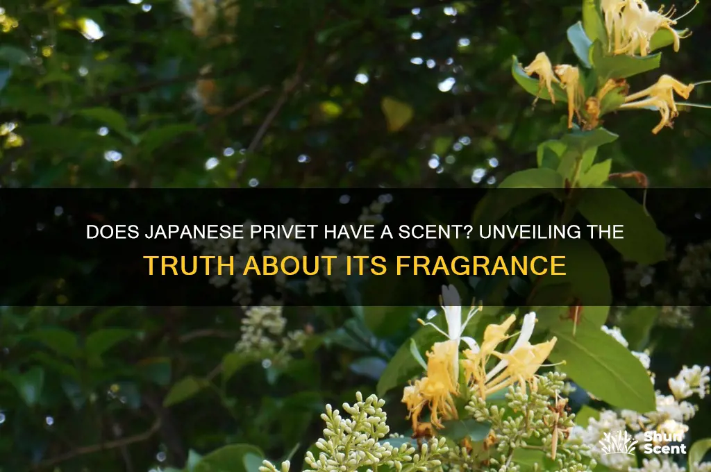does japanese privet have a scent