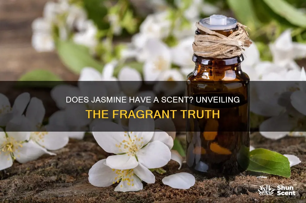 does jasmine have a scent