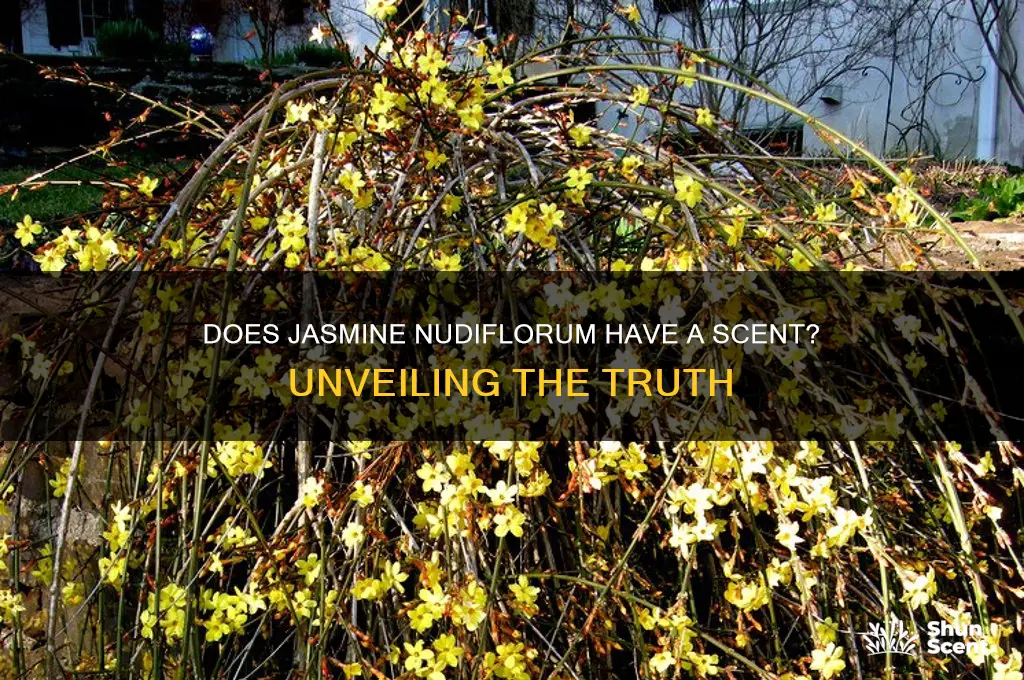 does jasmine nudiflorum have a scent