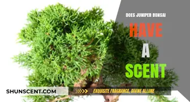 Does Juniper Bonsai Have a Scent? Unveiling Its Aromatic Secrets