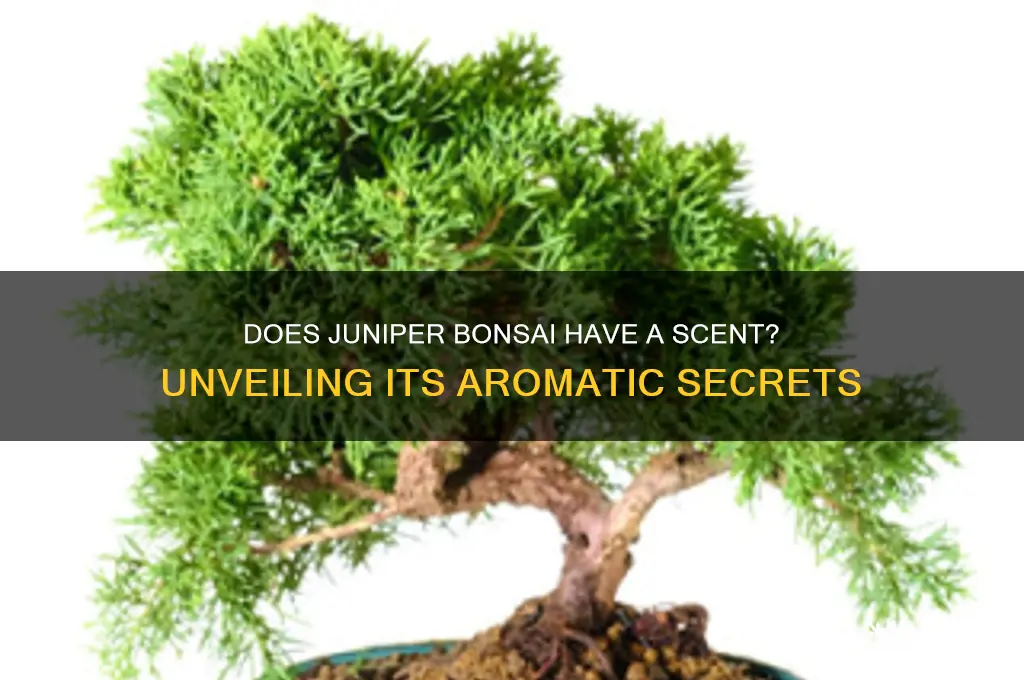 does juniper bonsai have a scent
