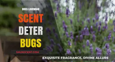 Lavender Scent: Effective Bug Repellent or Just a Pleasant Aroma?