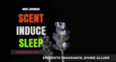 Lavender's Soothing Power: Can Its Scent Really Help You Sleep?