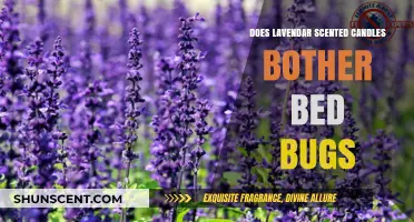 Lavender Scented Candles: Do They Repel or Attract Bed Bugs?