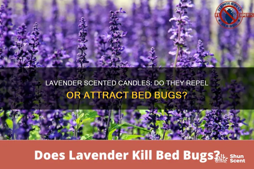 does lavendar scented candles bother bed bugs