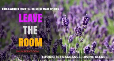 Lavender Oil's Spider-Repelling Power: Myth or Effective Natural Solution?