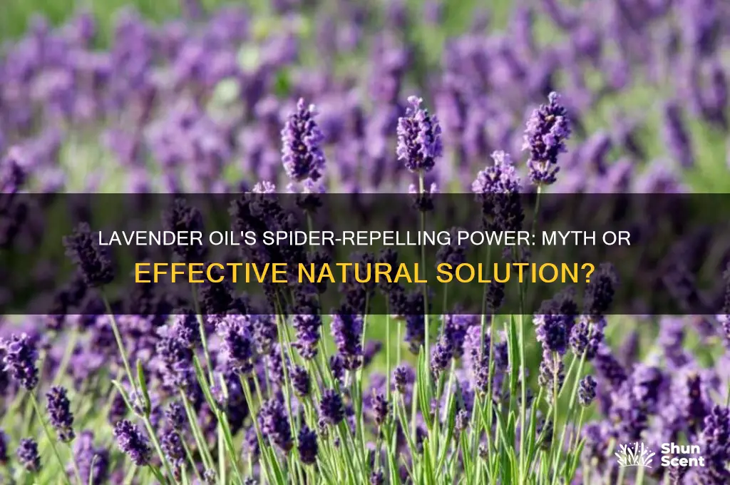 does lavender essential oil scent make spiders leave the room