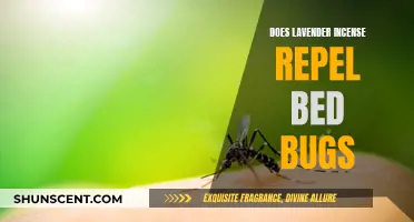 Lavender Incense: A Natural Bed Bug Repellent?