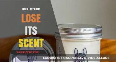 Does Lavender Lose Its Scent? Preserving Fragrance Tips and Tricks