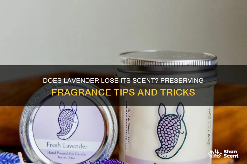 does lavender lose its scent