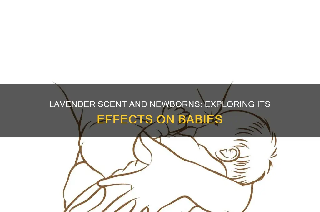does lavender scent affect newborn babies