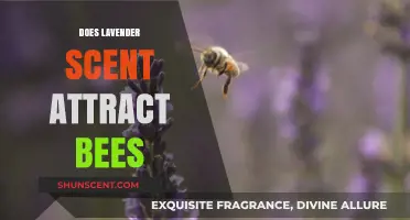 Does Lavender Scent Attract Bees? Unveiling the Floral Connection