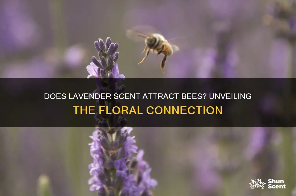 does lavender scent attract bees