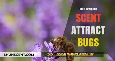 Lavender Scent: Bug Magnet or Natural Repellent? Unveiling the Truth
