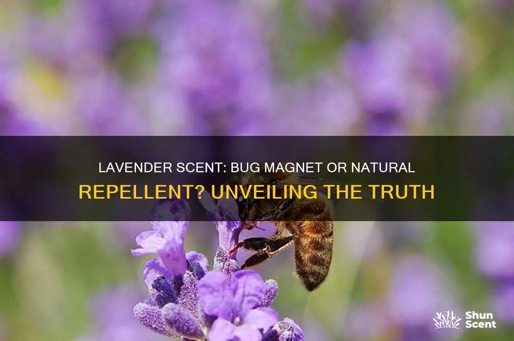 does lavender scent attract bugs