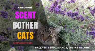 Lavender Scent and Cats: Does the Aroma Bother Your Feline?
