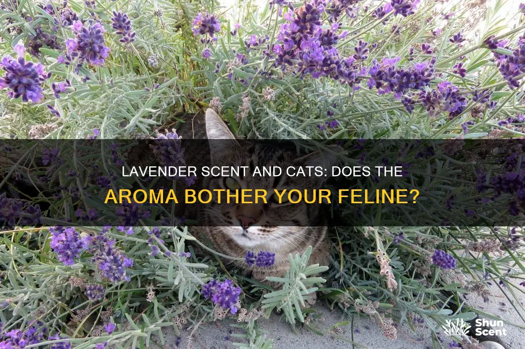 does lavender scent bother cats