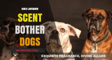 Lavender Scent and Dogs: Is It Safe or Irritating?