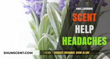Lavender Scent: Natural Headache Relief or Just a Pleasant Aroma?