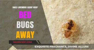 Lavender Scent: Effective Bed Bug Repellent or Myth?
