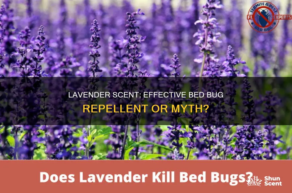 does lavender scent keep bed bugs away