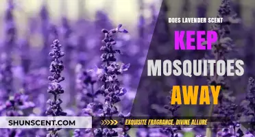 Lavender Scent: Effective Mosquito Repellent or Just a Myth?