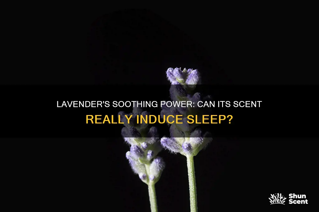 does lavender scent make you sleepy