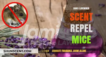 Lavender Scent as a Natural Mouse Repellent: Fact or Fiction?