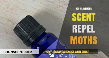 Lavender Scent: Effective Moth Repellent or Just a Pleasant Aroma?