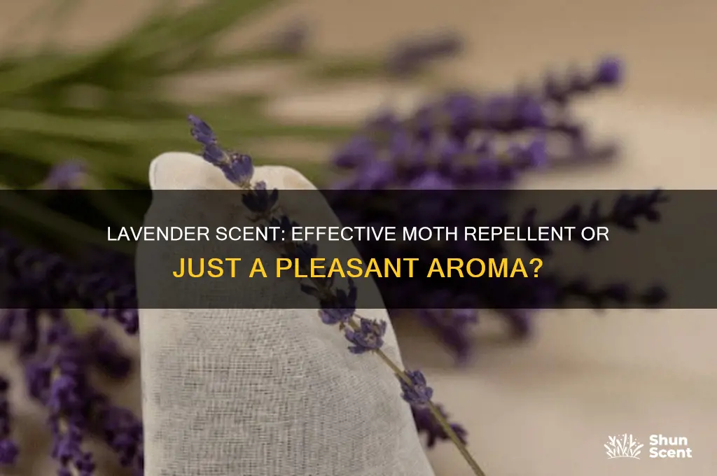 does lavender scent repel moths