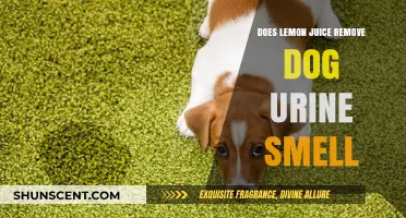 Natural Remedies: Lemon Juice's Effectiveness in Eliminating Dog Urine Odor