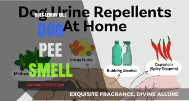 Freshen Up Your Home: Lemon's Surprising Power Against Dog Pee Smell