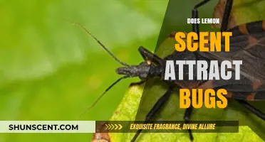 Does Lemon Scent Attract Bugs? Unraveling the Truth Behind the Myth