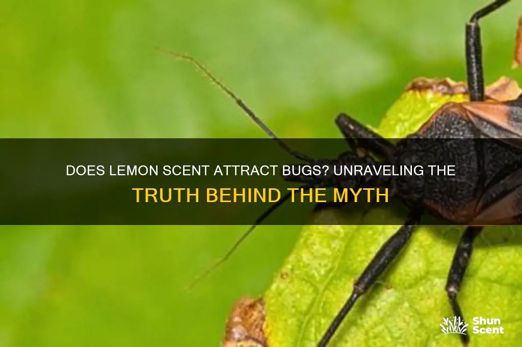 does lemon scent attract bugs