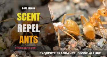 Lemon Scent as a Natural Ant Repellent: Fact or Fiction?