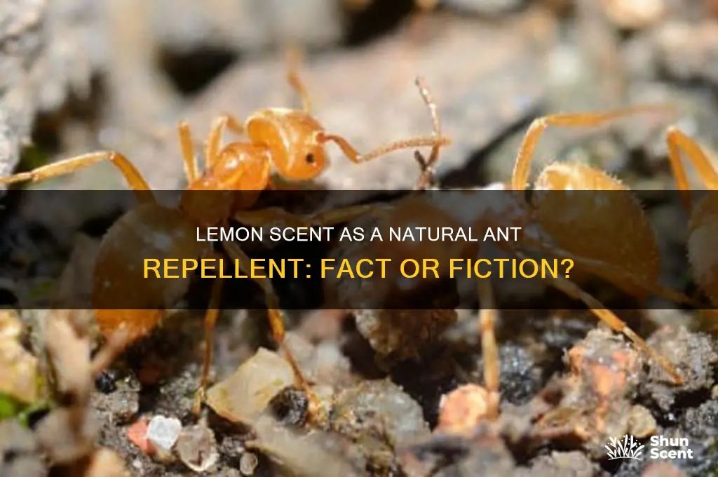 does lemon scent repel ants