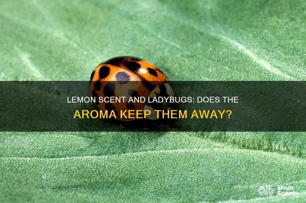 does lemon scent repel ladybugs
