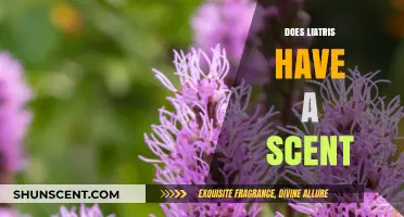 Does Liatris Have a Scent? Unveiling the Fragrant Truth