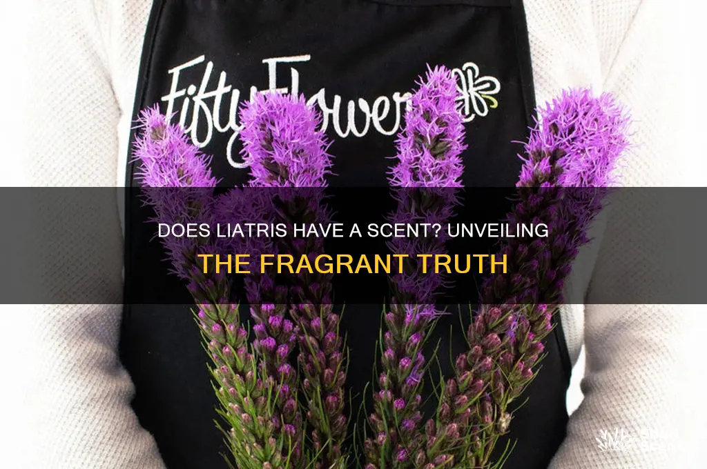 does liatris have a scent