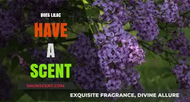 Does Lilac Have a Scent? Unveiling the Fragrant Mystery of Spring Blooms