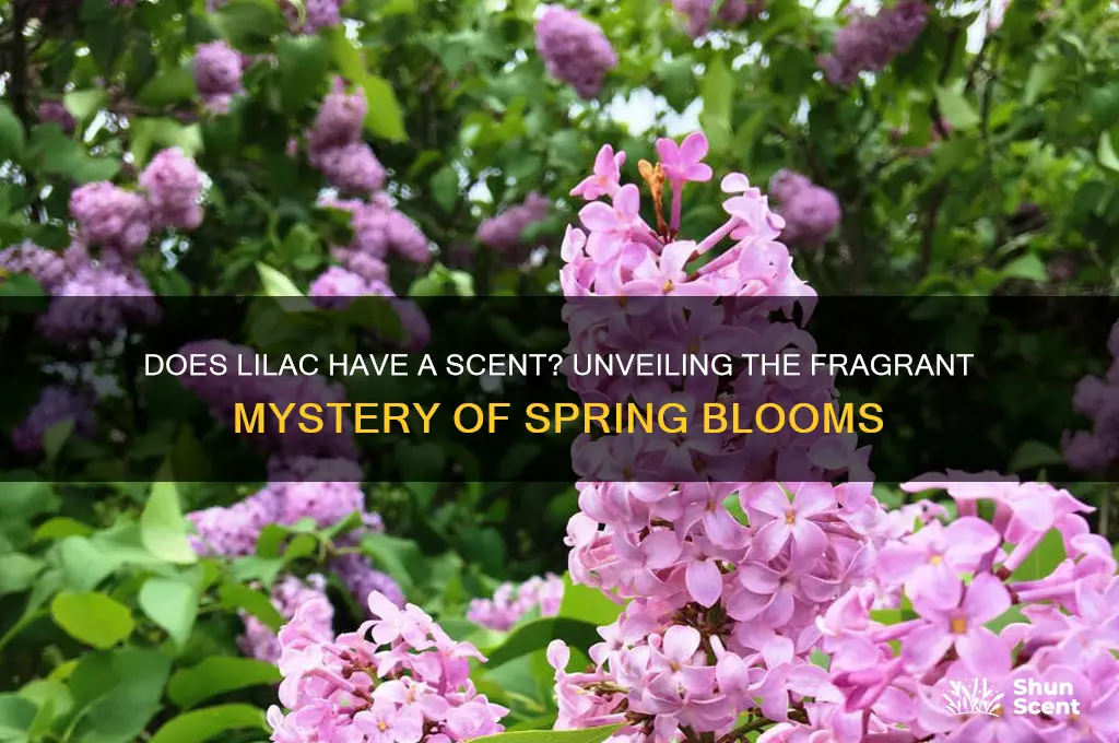 does lilac have a scent