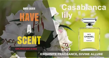 Do Lilies Smell? Unveiling the Truth About Their Fragrance