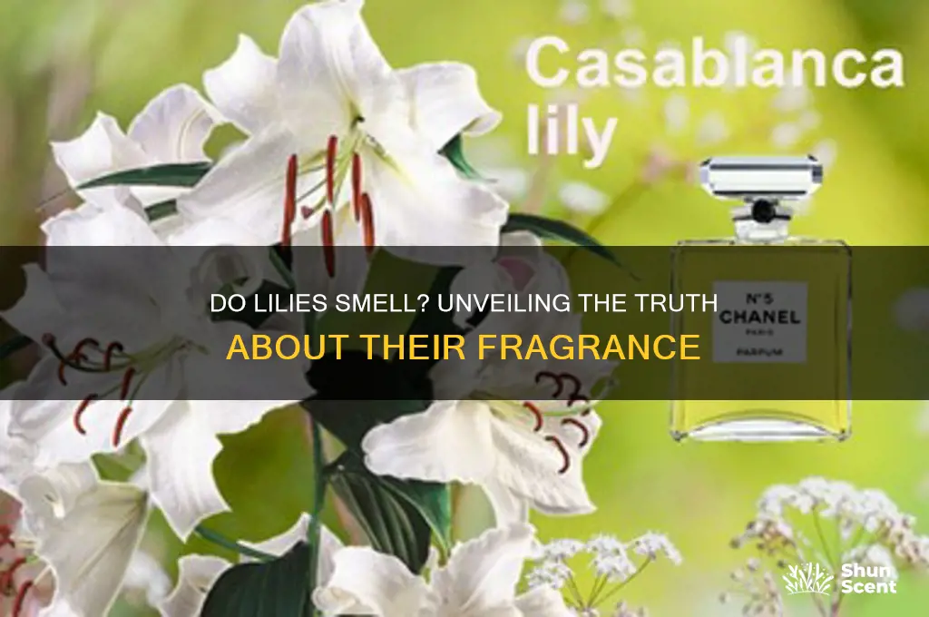 does lilies have a scent