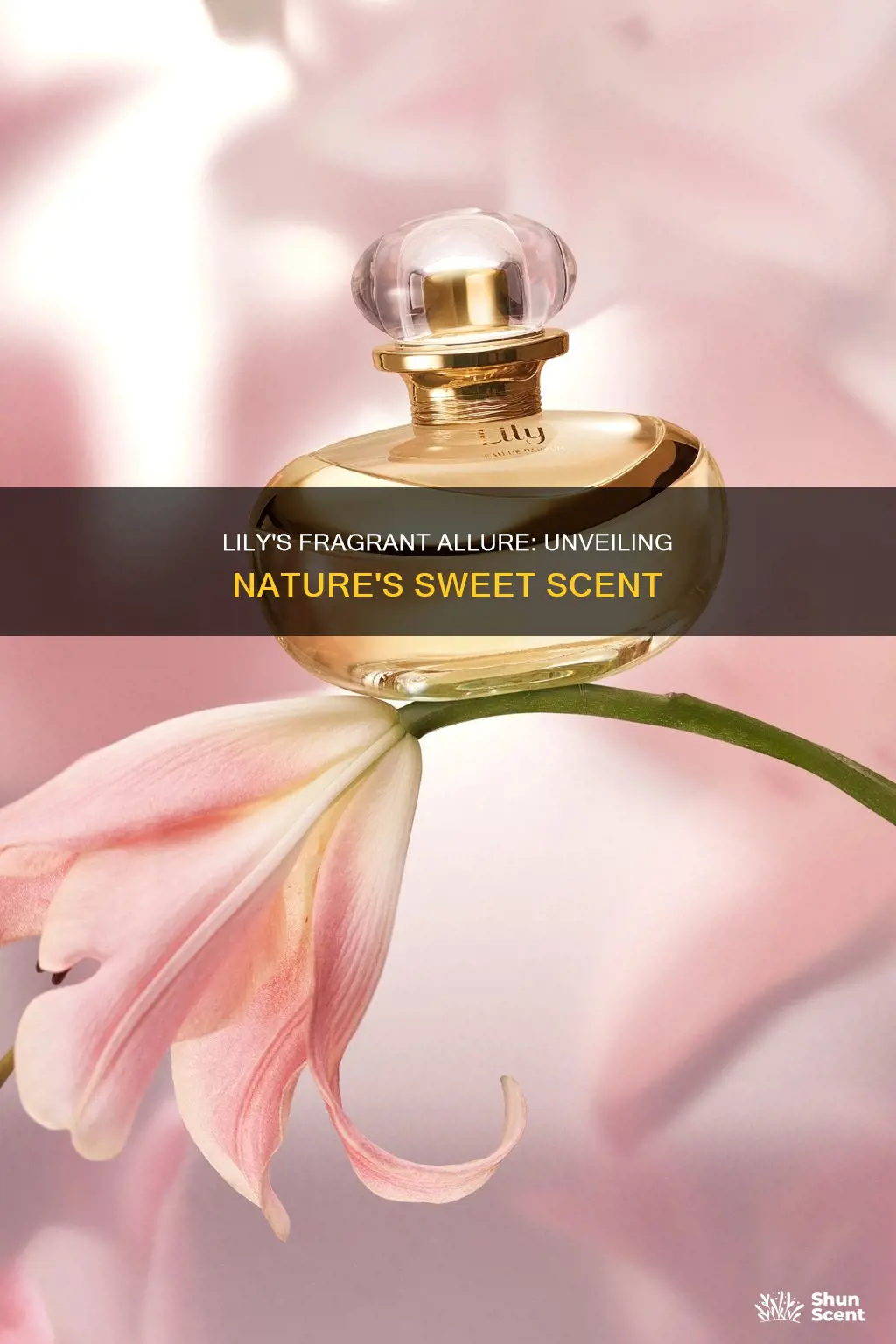 does lily have fragrance