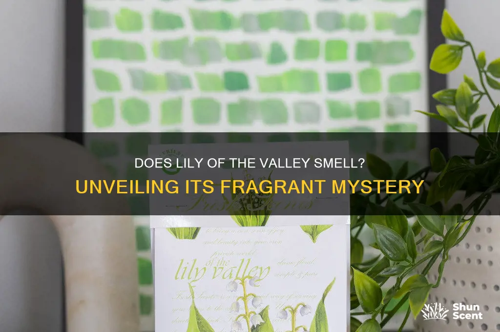 does lily of the valley have a scent