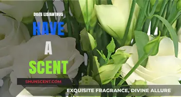 Does Lisianthus Have a Scent? Unveiling the Truth About Its Fragrance