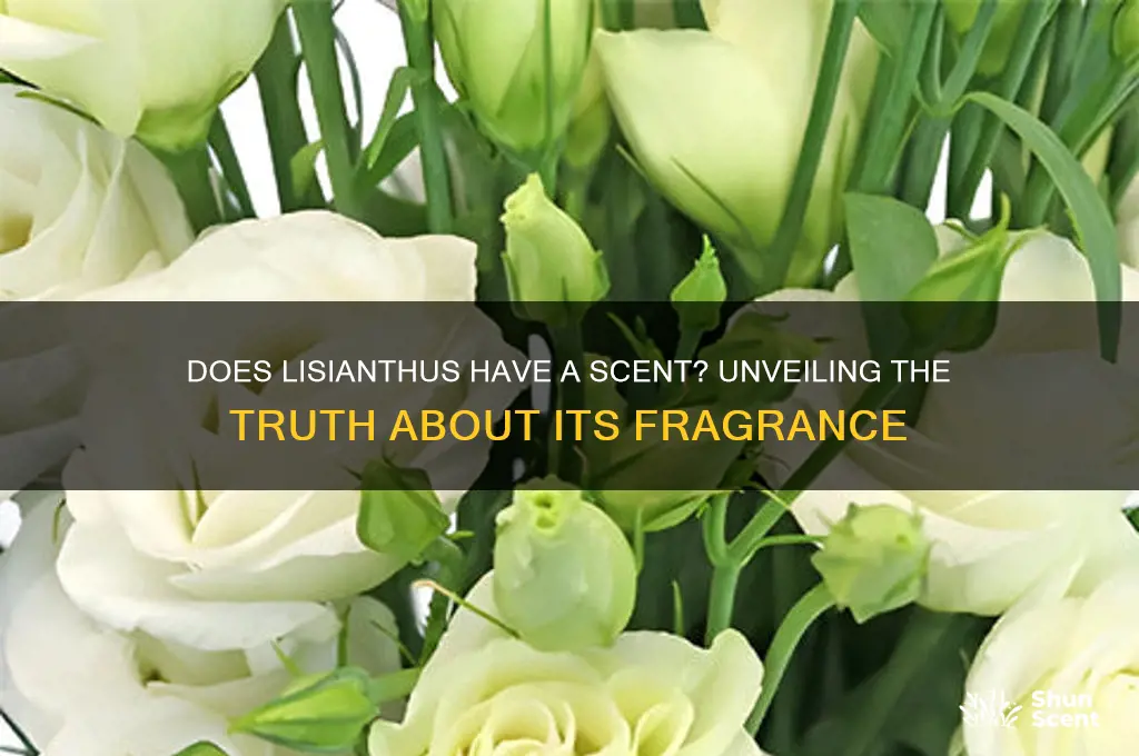 does lisianthus have a scent