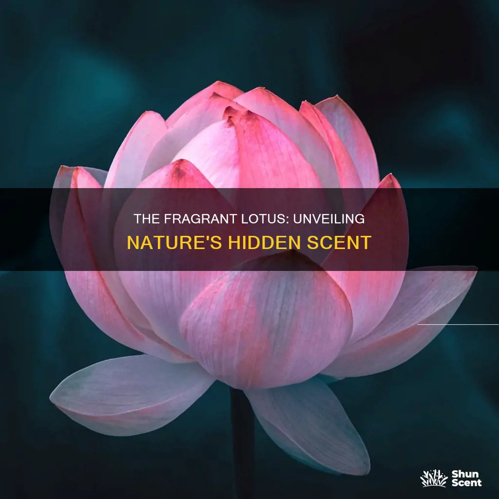 does lotus flower have fragrance