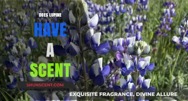 Does Lupine Have a Scent? Unveiling the Fragrant Truth