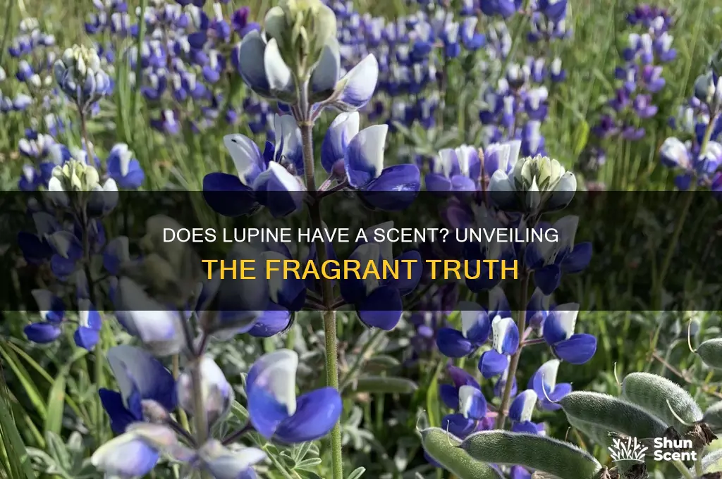 does lupine have a scent